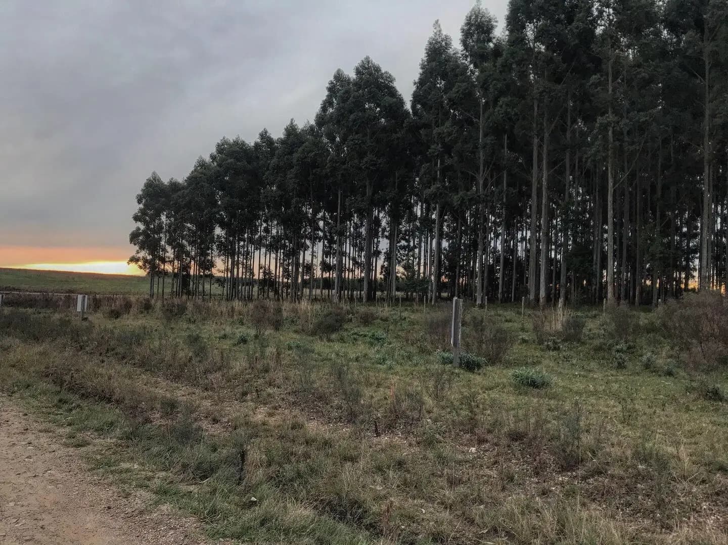 La forestación y el agua